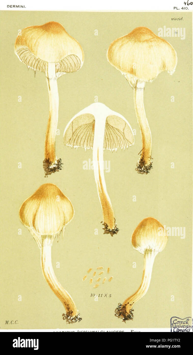 . Illustrations of British Fungi (Hymenomycetes) to serve as an atlas to the &quot;Handbook of British fungi&quot;. Fungi; Botany. AGARICUS (HEBELOMA) CLAVtCEPS, F^^s. on thr ffTO'tvd. Kew (lanh^n^. Oct., 1883.. Please note that these images are extracted from scanned page images that may have been digitally enhanced for readability - coloration and appearance of these illustrations may not perfectly resemble the original work.. Cooke, M. C. (Mordecai Cubitt), b. 1825; Cooke, M. C. (Mordecai Cubitt), b. 1825. Handbook of British fungi. London, Williams and Norgate Stock Photo