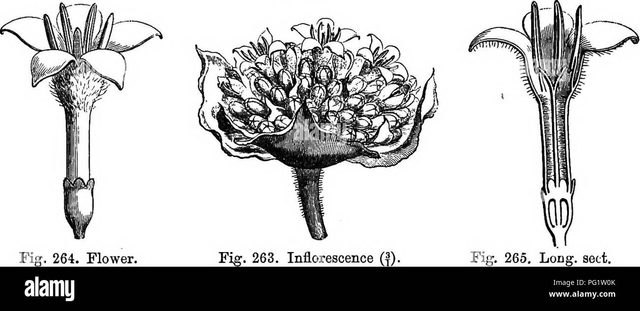 . The natural history of plants. Botany. 282 NATURAL HISTORY OF PLANTS. flowers' are collected in a terminal false capitule of glomerules or cymes with very short pedicels, the whole accompanied with two pairs of rather large decussate bracts forming an involucre (fig. 263). Little consistent as are the stems of the preceding plant, there are congeners from nearly the same countries with still softer stems. ' Vragoga Ipecacuanha.. Fig. 264. Flower, Inflorescence (?). Fig. 265. Long. sect. of flower. They are creeping herbs implanting themselves in the soil by their adventitious roots. Aublet n Stock Photo