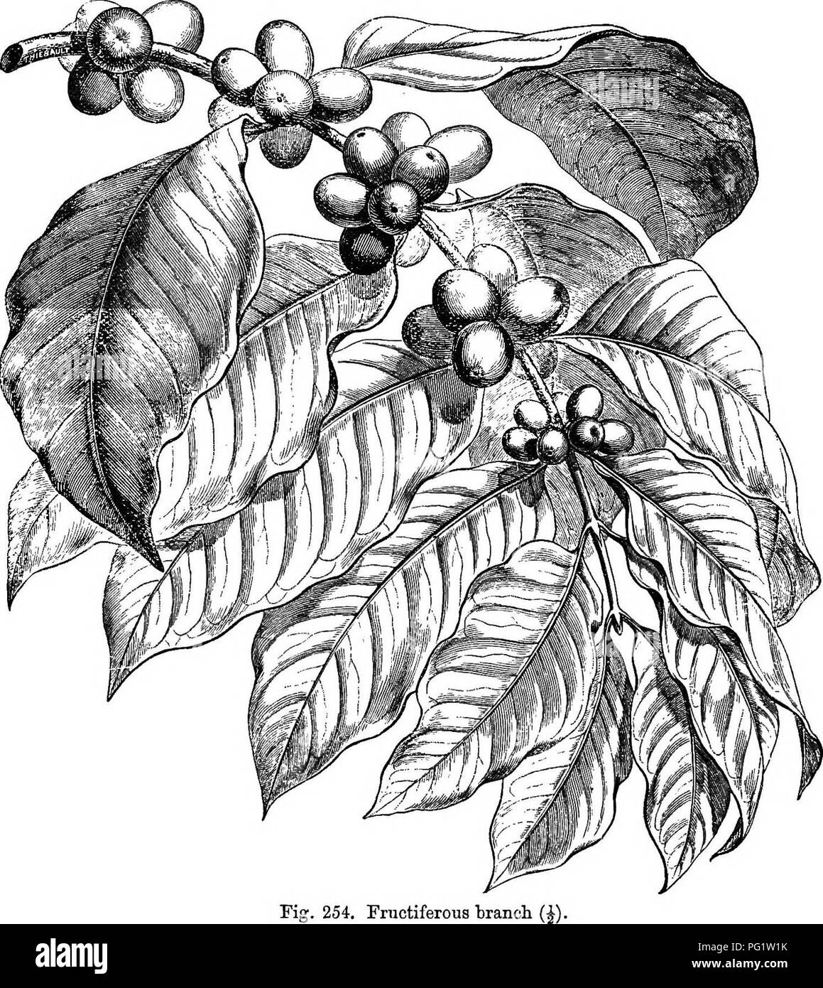 . The natural history of plants. Botany. 276 NATUBAL HISTOBY OF PLANTS. neut,' sometimes nil, and a hypocrateriform or infundibiiliform corolla, glabrous, or hairy in the throat, with a limb divided into four Coffea araliea.. Fig. 254. Fructiferous tranoh or five^ lobes twisted in the bud. The stamens,^ alternate, are composed of a filament, generally short, attached to the throat of the corolla or in the sinus of its divisions, and supports a dorsifixed V. 17, t. lbis 4.—B. H. Gen. ii. 114, n. 238.— covering the top of the bud and secreted in Batcee, Fl. Mauril. 152.—Cqfe Eay, Mist. PI. atund Stock Photo
