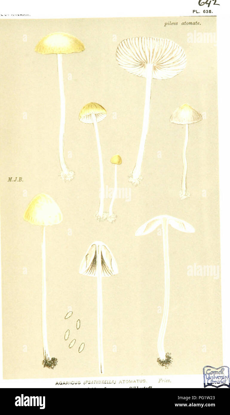 . Illustrations of British Fungi (Hymenomycetes) to serve as an atlas to the &quot;Handbook of British fungi&quot;. Fungi; Botany. AGARlCuS (PHAimnELLAj aTOMATUS. Fries. by roadsides, S[c. SibheHqft.. Please note that these images are extracted from scanned page images that may have been digitally enhanced for readability - coloration and appearance of these illustrations may not perfectly resemble the original work.. Cooke, M. C. (Mordecai Cubitt), b. 1825; Cooke, M. C. (Mordecai Cubitt), b. 1825. Handbook of British fungi. London, Williams and Norgate Stock Photo
