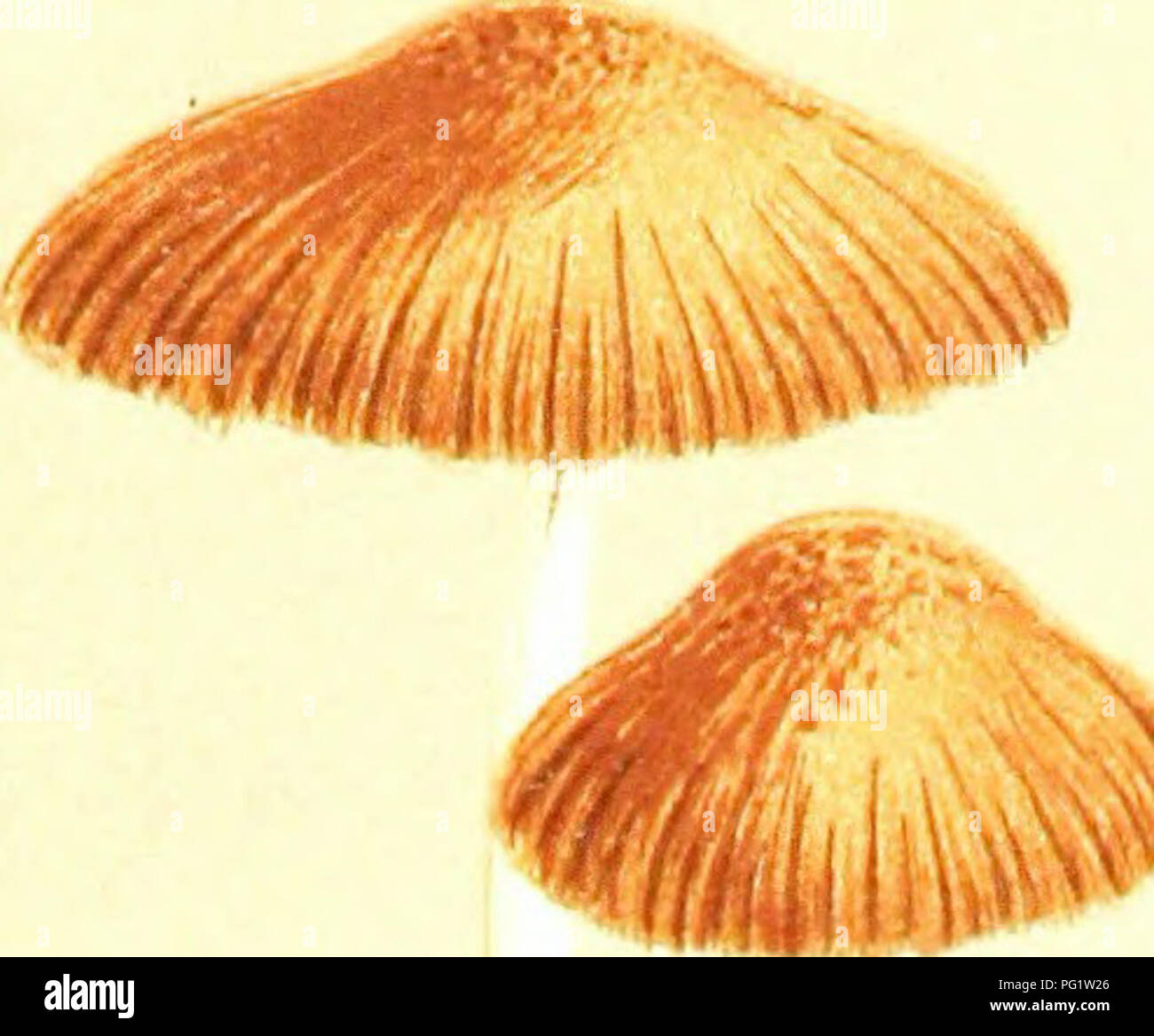 . Illustrations of British Fungi (Hymenomycetes) to serve as an atlas to the &quot;Handbook of British fungi&quot;. Fungi; Botany. ky./ PCr657. hi/f/rofihanous, strong scented..  AGARICUS fPSATHYRELLA) EMPYREUMATICUS. B.l(3r. on roltcn wood. Sihbertoft. 1870. '%0 ijd)' B ^. acr&amp;j* 'C^ M.C.C. i.. Please note that these images are extracted from scanned page images that may have been digitally enhanced for readability - coloration and appearance of these illustrations may not perfectly resemble the original work.. Cooke, M. C. (Mordecai Cubitt), b. 1825; Cooke, M. C. (Mordecai Cubitt), b.  Stock Photo