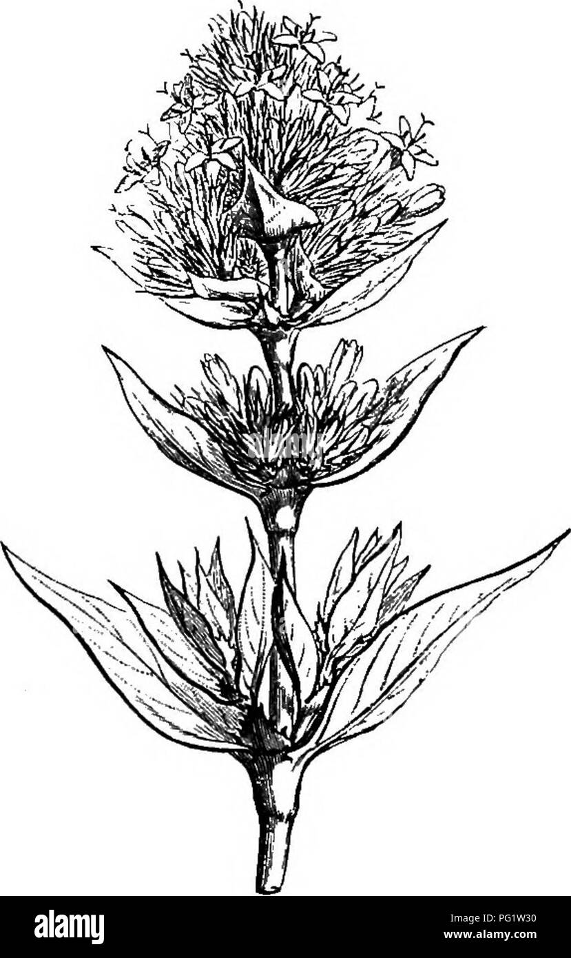 . The natural history of plants. Botany. 262 NATURAL HISTORY OF PLANTS. Australia and Africa. Their organs of vegetation are generally much like those of Rubia. II. SPERMACOCE SERIES. In Spermacoce^ (fig. 233, 236), the flowers, hermaphrodite or more rarely polygamous, have a receptacle in the form of an ovoid or obconical sac, lodging in its cavity the ovary surmounted by a disk Spermacoee {Sorreria,) Poai/a.. Please note that these images are extracted from scanned page images that may have been digitally enhanced for readability - coloration and appearance of these illustrations may not per Stock Photo