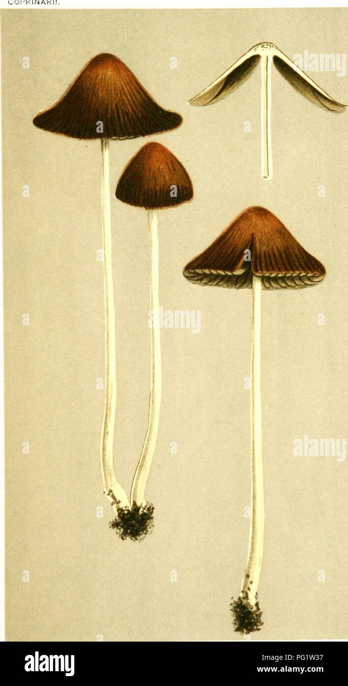 . Illustrations of British Fungi (Hymenomycetes) to serve as an atlas to the &quot;Handbook of British fungi&quot;. Fungi; Botany. f?v. PL. 633. AGARICUS (PSATHYRELLI) GUBATRATUS. Bativli.. in grasF.y places. SomersHshire.. Please note that these images are extracted from scanned page images that may have been digitally enhanced for readability - coloration and appearance of these illustrations may not perfectly resemble the original work.. Cooke, M. C. (Mordecai Cubitt), b. 1825; Cooke, M. C. (Mordecai Cubitt), b. 1825. Handbook of British fungi. London, Williams and Norgate Stock Photo