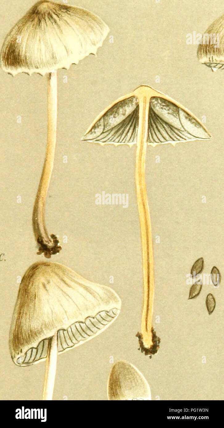 . Illustrations of British Fungi (Hymenomycetes) to serve as an atlas to the &quot;Handbook of British fungi&quot;. Fungi; Botany. COPRiNAPli. Uf- moist^ opaque. M.C.C.. &quot;^^^^^=^5^^5511^ '&lt;P'  /;)! r- '.J.B. AGARICUS (PAN/EOLUH) RETlRUGiS. Frit. Please note that these images are extracted from scanned page images that may have been digitally enhanced for readability - coloration and appearance of these illustrations may not perfectly resemble the original work.. Cooke, M. C. (Mordecai Cubitt), b. 1825; Cooke, M. C. (Mordecai Cubitt), b. 1825. Handbook of British fungi. London, William Stock Photo