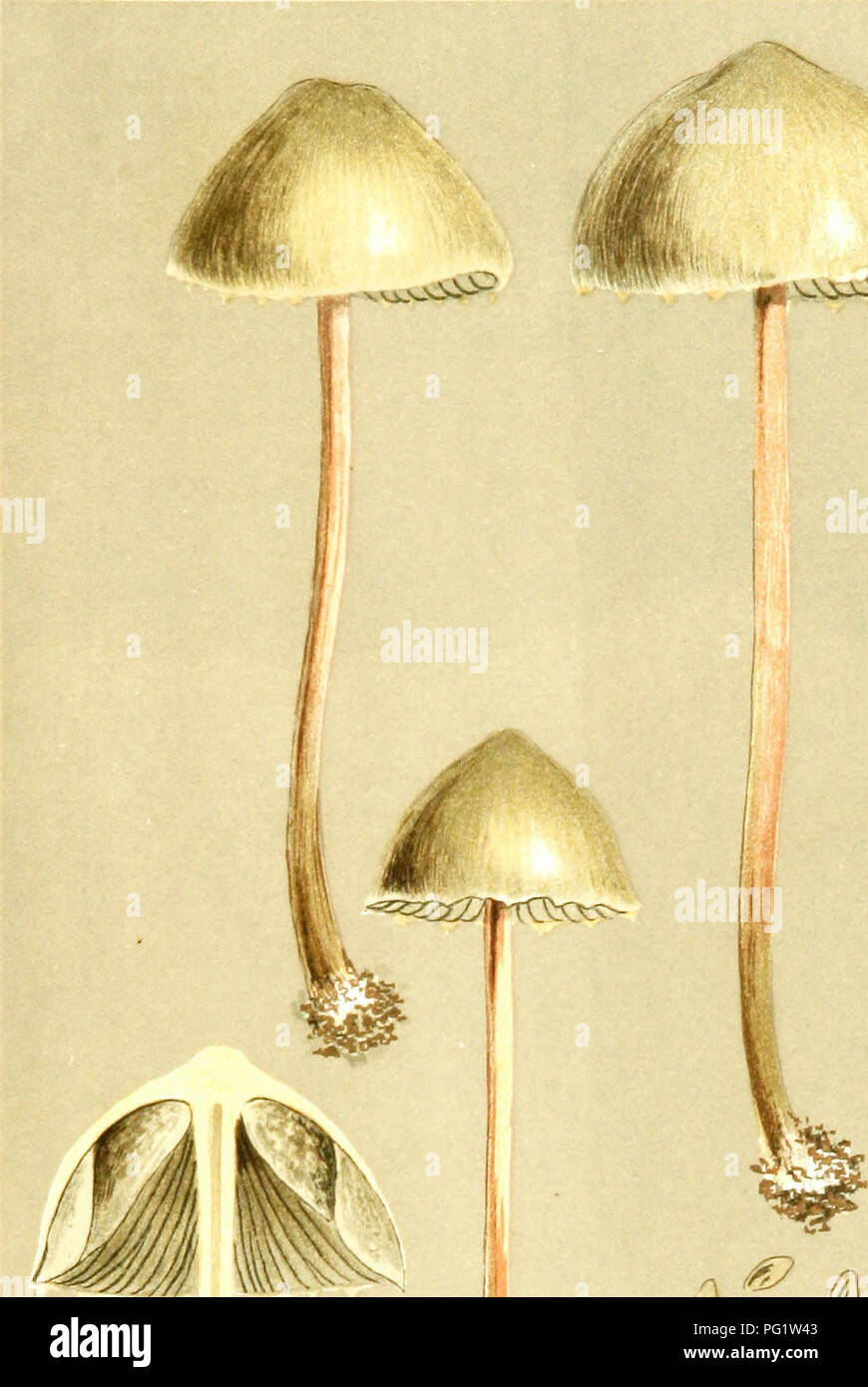 . Illustrations of British Fungi (Hymenomycetes) to serve as an atlas to the &quot;Handbook of British fungi&quot;. Fungi; Botany. IjzL COPRINARII, M.C.C ms.^^^^^^^. V Iscid. &quot;^^f AGARICUS tPAN/EOLUS) FIMlPUTRIS, Fries, in -pasture'!. CJiingJord. Oet., 1882.. Please note that these images are extracted from scanned page images that may have been digitally enhanced for readability - coloration and appearance of these illustrations may not perfectly resemble the original work.. Cooke, M. C. (Mordecai Cubitt), b. 1825; Cooke, M. C. (Mordecai Cubitt), b. 1825. Handbook of British fungi. Londo Stock Photo