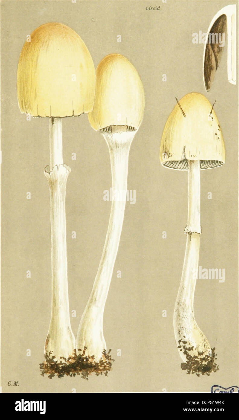 . Illustrations of British Fungi (Hymenomycetes) to serve as an atlas to the &quot;Handbook of British fungi&quot;. Fungi; Botany. fa 2.3 COPRINARIt.. AGARICUS (PAN/EOLUS) SEPARATUS. Fncs. on dung. Scarhoro.' S(c. 1882.. Please note that these images are extracted from scanned page images that may have been digitally enhanced for readability - coloration and appearance of these illustrations may not perfectly resemble the original work.. Cooke, M. C. (Mordecai Cubitt), b. 1825; Cooke, M. C. (Mordecai Cubitt), b. 1825. Handbook of British fungi. London, Williams and Norgate Stock Photo