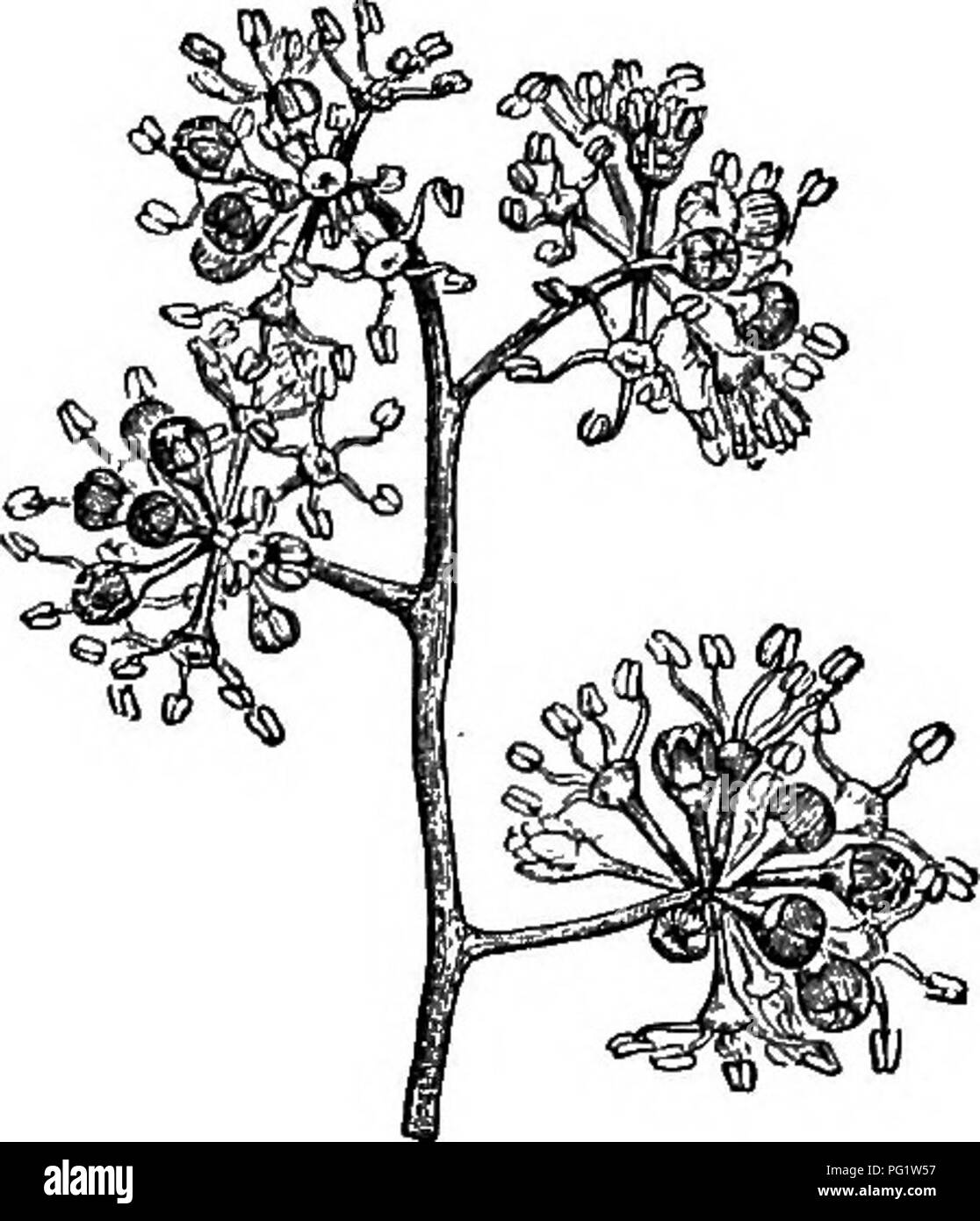. The natural history of plants. Botany. VMBELLIFEBM. 161 Heptapleunm (fig. 201) belongs to the same genus as Scheffleva. When their flowers are pentamerous, as is very frequently the case, it is distinct (as a section) by only a single character : the shortness of the stylary lobes. The common por- tion of the style is very variable in length, ' ^'''''^''-^[fZT&quot;''&quot;'&quot;^ sometimes very depressed or almost nil, sometimes extended in a very prominent cone. Such it appears, among others, in Agalma, whose inflorescence is racemiform, and in some species of Astropanax, whose flowers, l Stock Photo