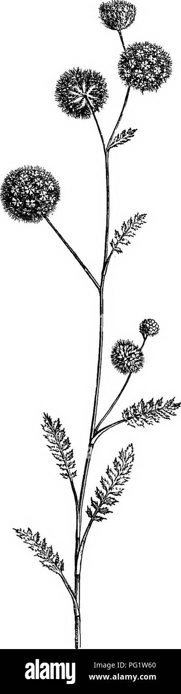 . The natural history of plants. Botany. 150 NATURAL HISTORY OF PLANTS. Zagoeda cuminoides. and grouped in fascicles of simple umbels. The males have a double perianth resembhng a star with ten branches,.and five long exserted stamens. The females, few and sur- rounded with accrescent bracts, have an elongate gourd-like ovary and fruit, with a neck surmounted by the perianth and two long subulate styles. Most frequently one of the two cells is aborted and remains sterile, rudimen- tary ; by that, this genus is interme- diate between the preceding and the three following genera, in which there  Stock Photo