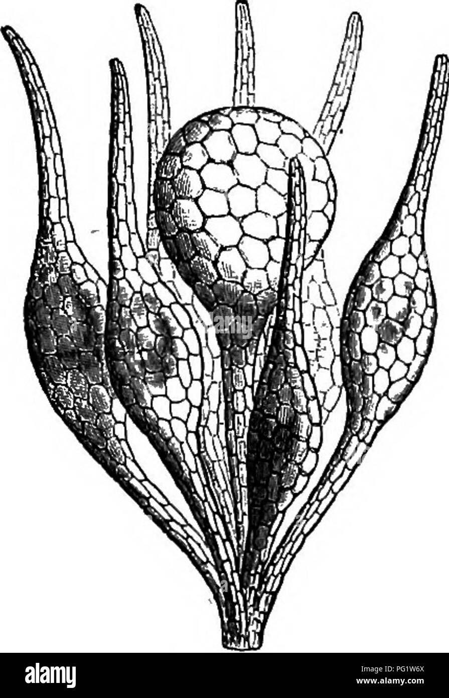 . The natural history of plants. Botany. r&gt;04, NATURAL HISTORY OF PLANTS. Balanophora fungoia. style. In the single cell of the ovary is a parietal and superior pla- centa supporting a descending, afiatropous ovule, reduced to a nucule.' The fruit is drupaceous with a fleshy layer generally very thin, monospermous putamen, and the seed filling the cavity of the latter consists of an abundant oily albumen, in the upper portion of v^hich is lodged a very small embryo.^ Balanophora consists of fungiform fleshy and parasitical plants ^ of very peculiar habit. They have a simple, lobed or ramifi Stock Photo