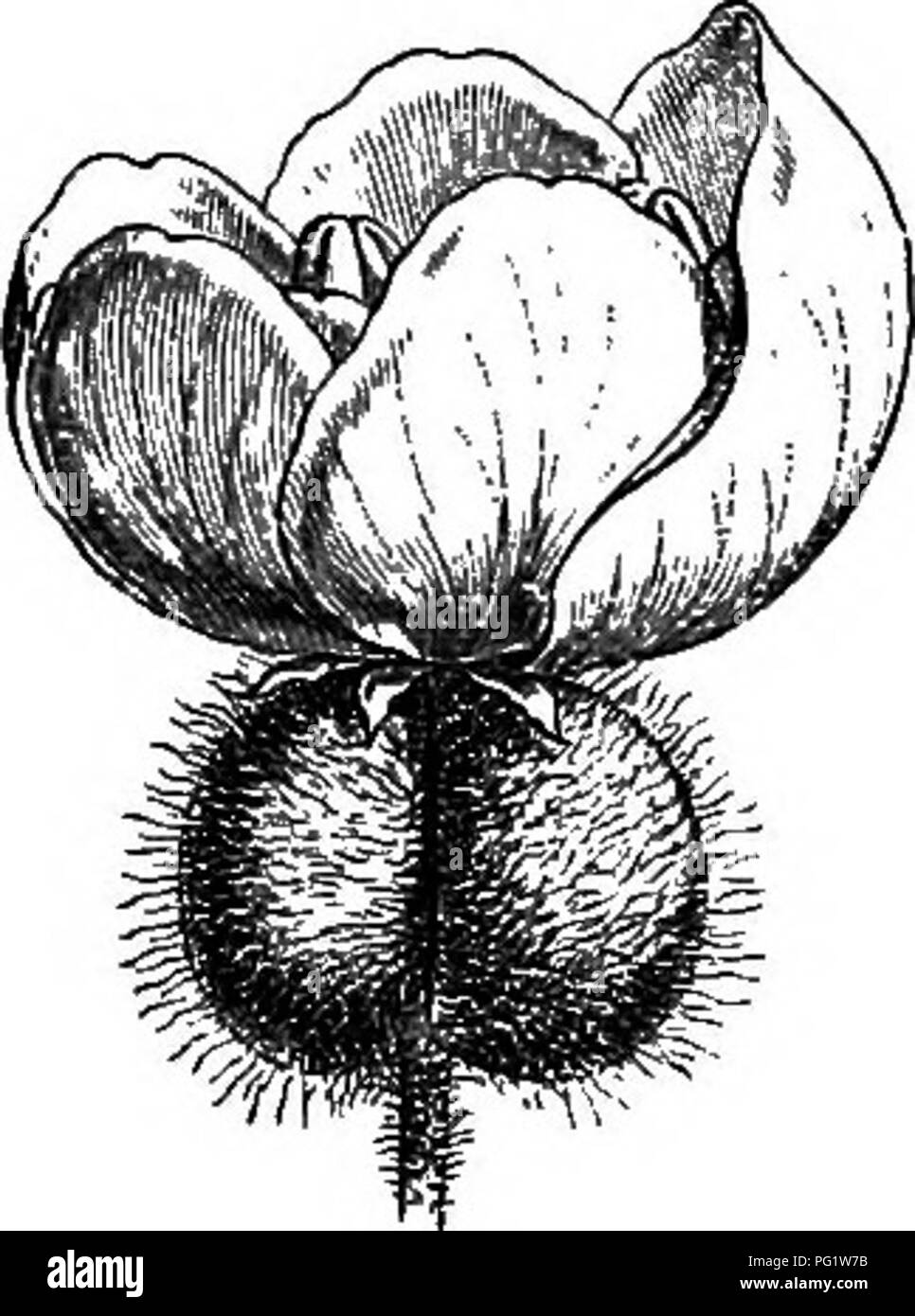 . The natural history of plants. Botany. 142 NATURAL HISTORY OF PLANTS. Trachymene (fig. 162-164) belongs to a sub-series in which the fruit is also compressed perpendicular to the partition, but differs widely from Hydrocotyle in habit, and the leaves are without stipules. The flowers of Trachymene are in simple umbels (more or less capituh- Trachymene carulea.. Please note that these images are extracted from scanned page images that may have been digitally enhanced for readability - coloration and appearance of these illustrations may not perfectly resemble the original work.. Baillon, Henr Stock Photo