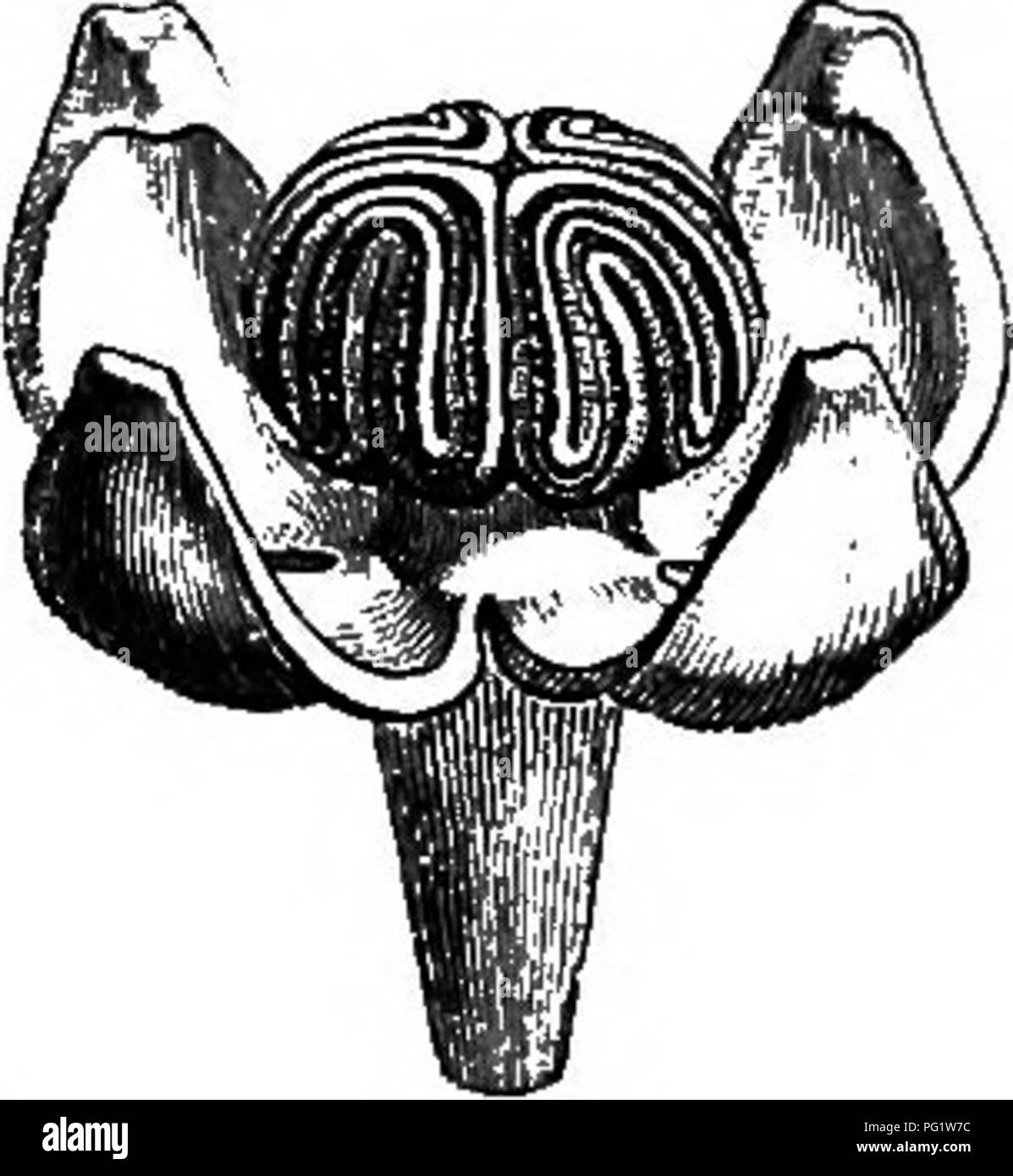 . The natural history of plants. Botany. LIX. BALANOPHORACE^. This family, the limits of wliich. have been greatly extended, owes its name to the genus Balanophora' (fig. 482-485), in which the Balanophora dioica.. Fig. 483. Male flower. gynsecium much resembles, in its organization, that of Eippuris. The flowers are unisexual, monoe- cious, or dioecious. In the males (fig. 482-485), the perianth has from three to six ^ and often four valvate divisions,^ above which the receptacle is produced in a small column which bears extrorse an- thers. They are either the same in number as the parts to w Stock Photo
