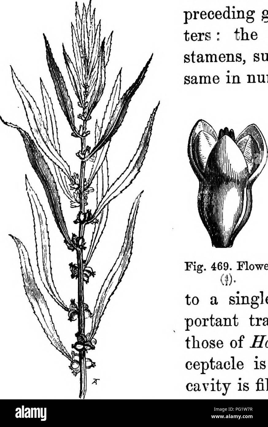 Pectinate leaves hires stock photography and images Alamy