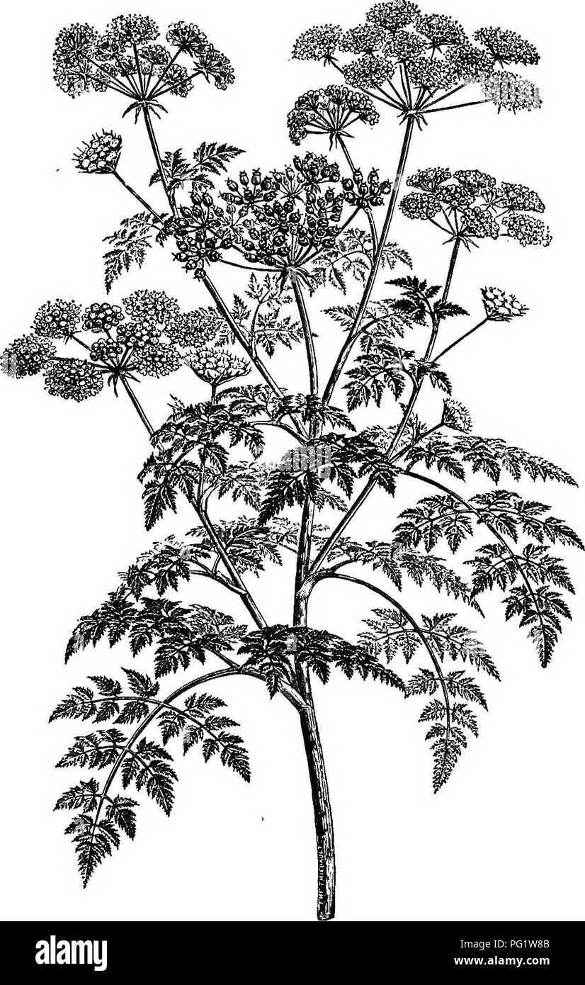 . The natural history of plants. Botany. UMBELLIFEB^. 133 perennial herb of the Himalaya, having the same fruit as Conium with smooth ridges, numerous vittse more or less distinct, and invo- Cmimrt maculatum.. Fig. 145. Floriferous branch (J). lucres of a single bract, or disappearing altogether. A small collarette surrounds the base of the conical stylopods.. Please note that these images are extracted from scanned page images that may have been digitally enhanced for readability - coloration and appearance of these illustrations may not perfectly resemble the original work.. Baillon, Henri E Stock Photo