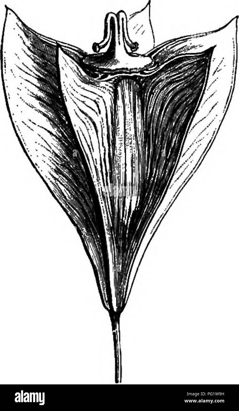 . The natural history of plants. Botany. Rhyticarpm has many of its characters. The fruit is obovoid or pear-shaped, sHghtly compressed per- pendicular to the partition, with meri- carps more or less decurrent at the base on the pedicel, having five nearly equal little-prominent ridges, and alter- nate solitary vittse, deeply situated; often rugose on the surface, and sur- mounted by conical stylopods. continuous with the recurved styles. The sepals are less developed than those of the preceding genus. They are glabrous herbs or shrubby plants, with trisected leaves, the segments of which are  Stock Photo