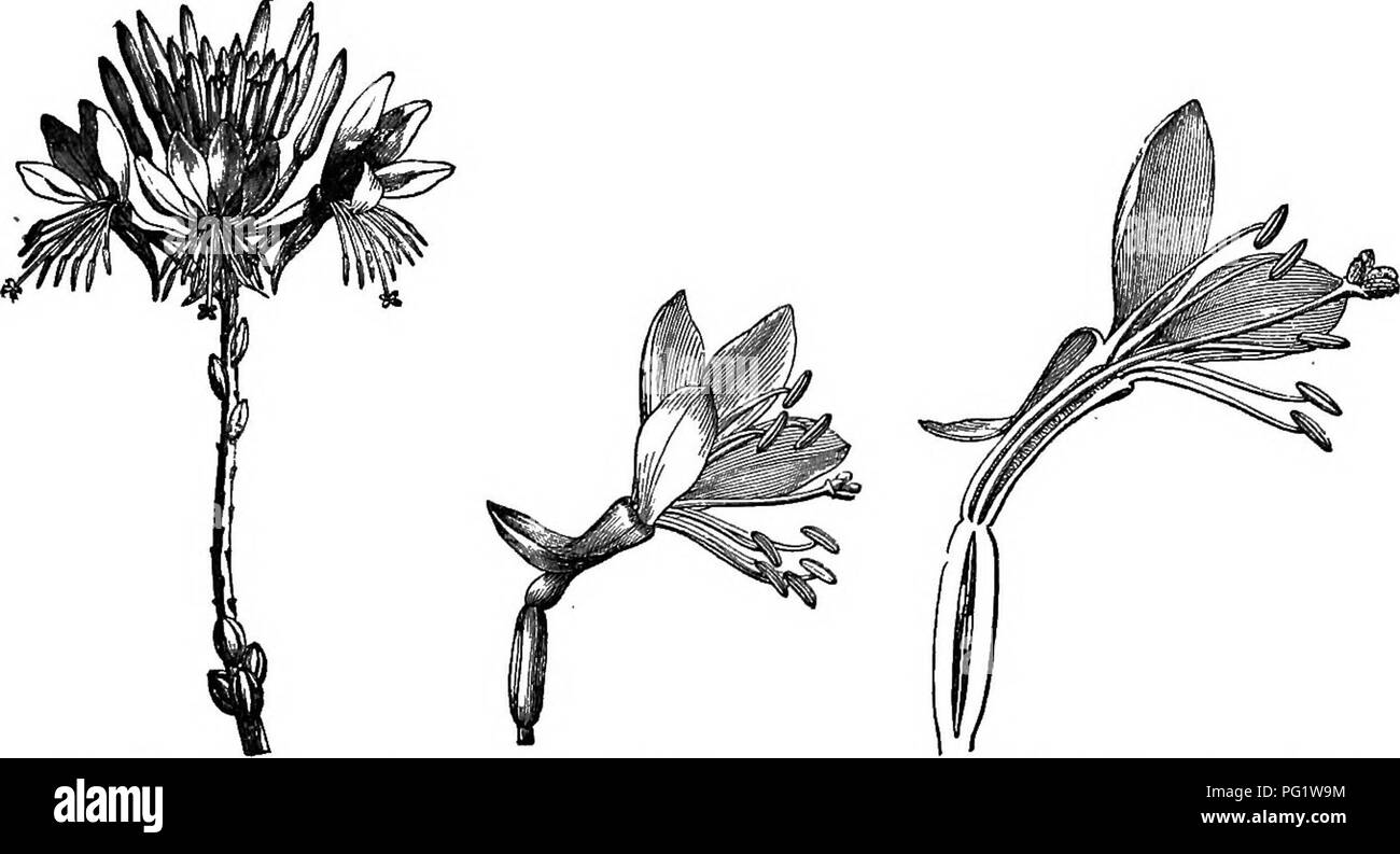 . The natural history of plants. Botany. ONAGBARIACE^. 471 II. GAIJRA SERIES. Gaura ^ (fig. 440-442) most frequently has flowers with four parts; they are hermaphrodite. The receptacle has the form of a long narrow gourd lodging the ovary in its largest portion and prolonged above it in a narrow neck,'^ the upper opening &quot;of which bears four Gaiira Lindheimeri.. Fig. 440. Inflorescence. Fig. 441. Flower. Fig. 442. Long. sect, of flower. membranous valvate sepals,* and the same number of sessile petals, imbricate or contorted in the bud. The stamens, inserted with the perianth, are double  Stock Photo