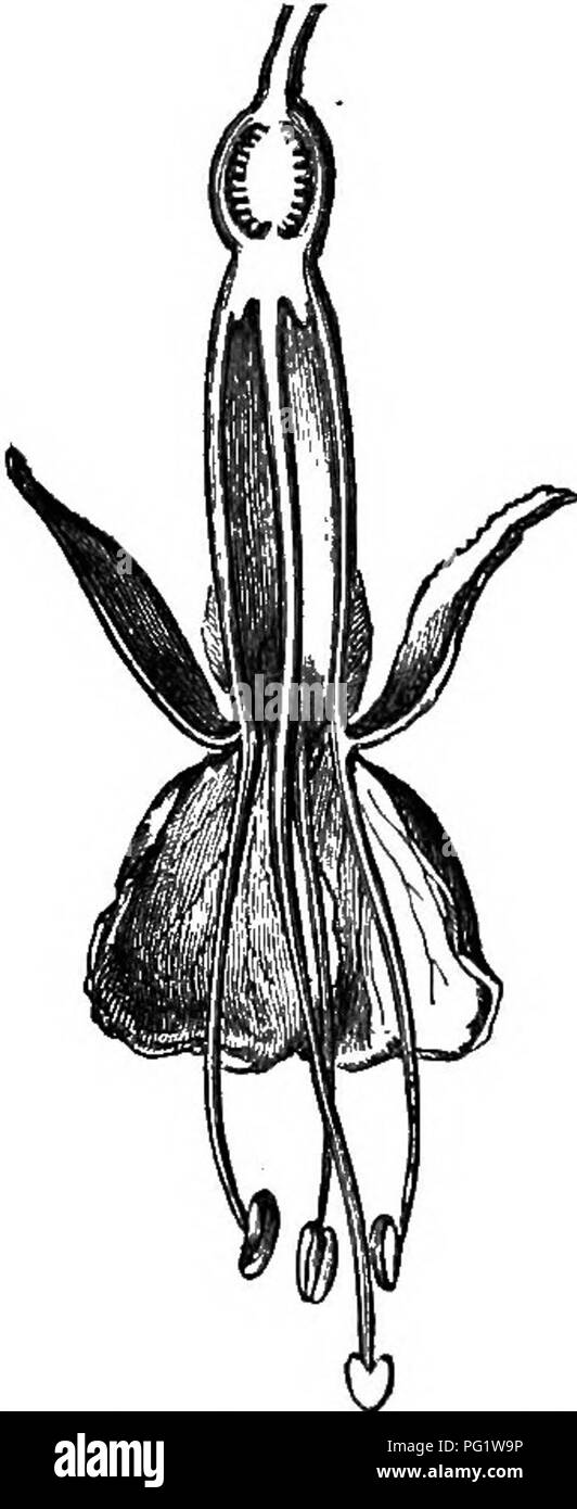 . The natural history of plants. Botany. 470 NATURAL HISTORY OF PLANTS. Fuchsii ampliata. less fleshy, and petals sessile and contorted. In Skinnera^ formerly generically distinguished, the petals are small and sometimes even wanting. When they exist, they are either, as in Fuchsia proper,^ con- torted and contiguous, or expanded as in Eudiandra? The latter has, moreover, polygamous flowers. These variations have served to arrange in three different sections, the species, ahout forty in number, constituting the genus Fuchsia, which are shrubs or small delicate trees, sometimes sub- shrubby pla Stock Photo