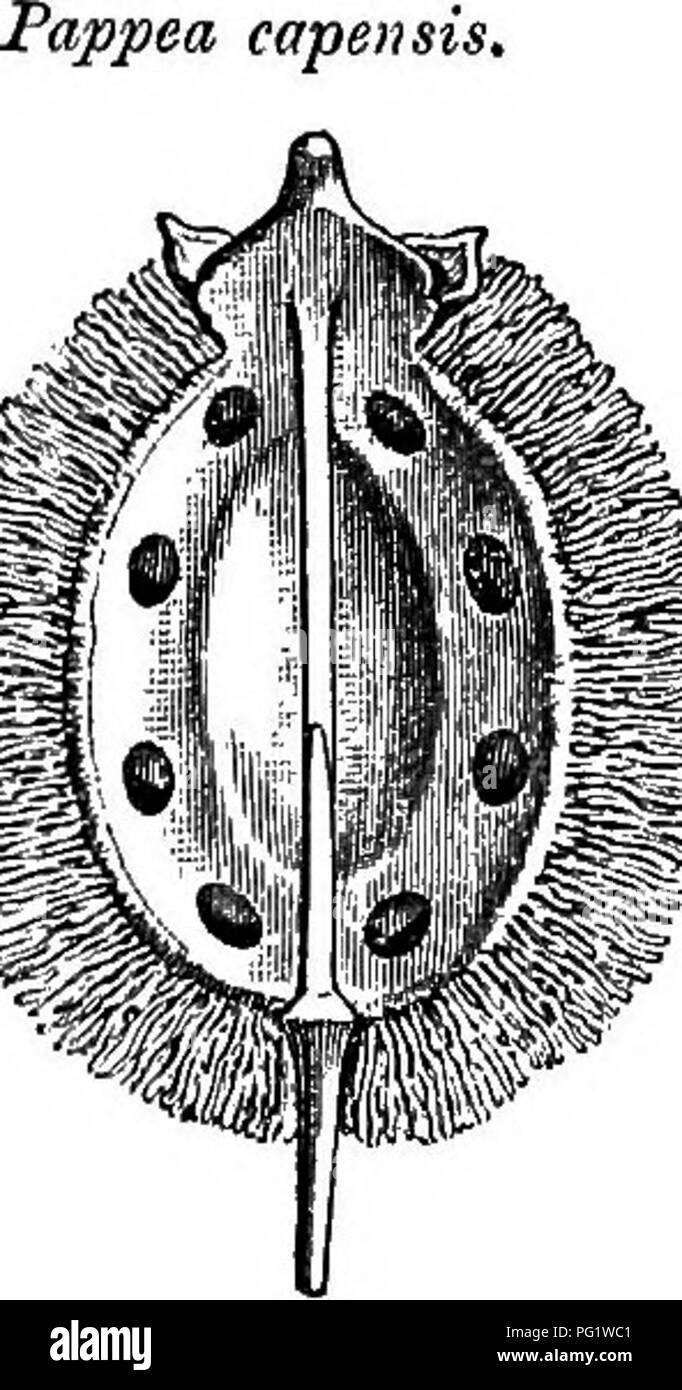 . The natural history of plants. Botany. Fig. 109. Fruit ®. Fig. 110. Trans, sect, of iruit ('). eapensts. indefinite in number, are confined to the deep bed of the endocarp, and are so exactly fitted to the seed that (though not belonging to it) they remain attached on the separation of the pericarp. Crithmum has fleshy decompound-ternatipinnate leaves, and numerous bracts in its involucres and involucels. Phellopterus is also a littoral plant found in Japan, the Corea and the Loo-choo isles. It is a pilose herb with large dentelate leaf-segments. Its fruit, nearly pear-shaped, has a transve Stock Photo