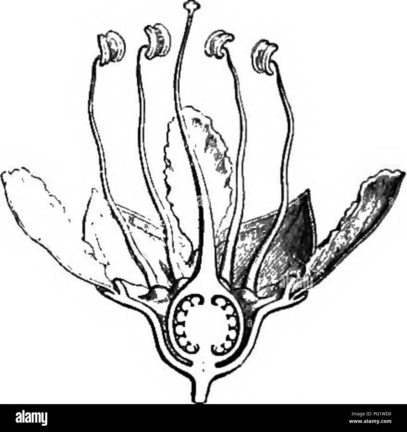 Glandular branches hires stock photography and images Alamy