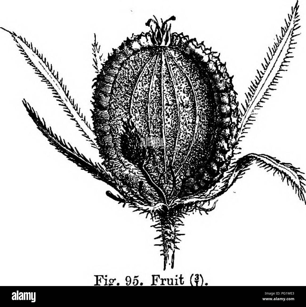 . The natural history of plants. Botany. UMBELLIFEBJS. 103 hjrium, from the Cape, has the same hollow with an indistinct intra- marginal circle. Opopanax orientalis has been rightly united to Maldbaila; but, by the intermediation of 0. persicum, it is inseparable from 0. chironium, differing only by its numerous vittse, and from Stenotcmia, which has also two or three vittse in each furrow, and is otherwise very near Pastinaca and Heradeum} Johrenia is scarcely more distinct from the Peueedans. The fruit is not so thin, and the sube- rose margm itself is thicker; ^ * its general form is more e Stock Photo