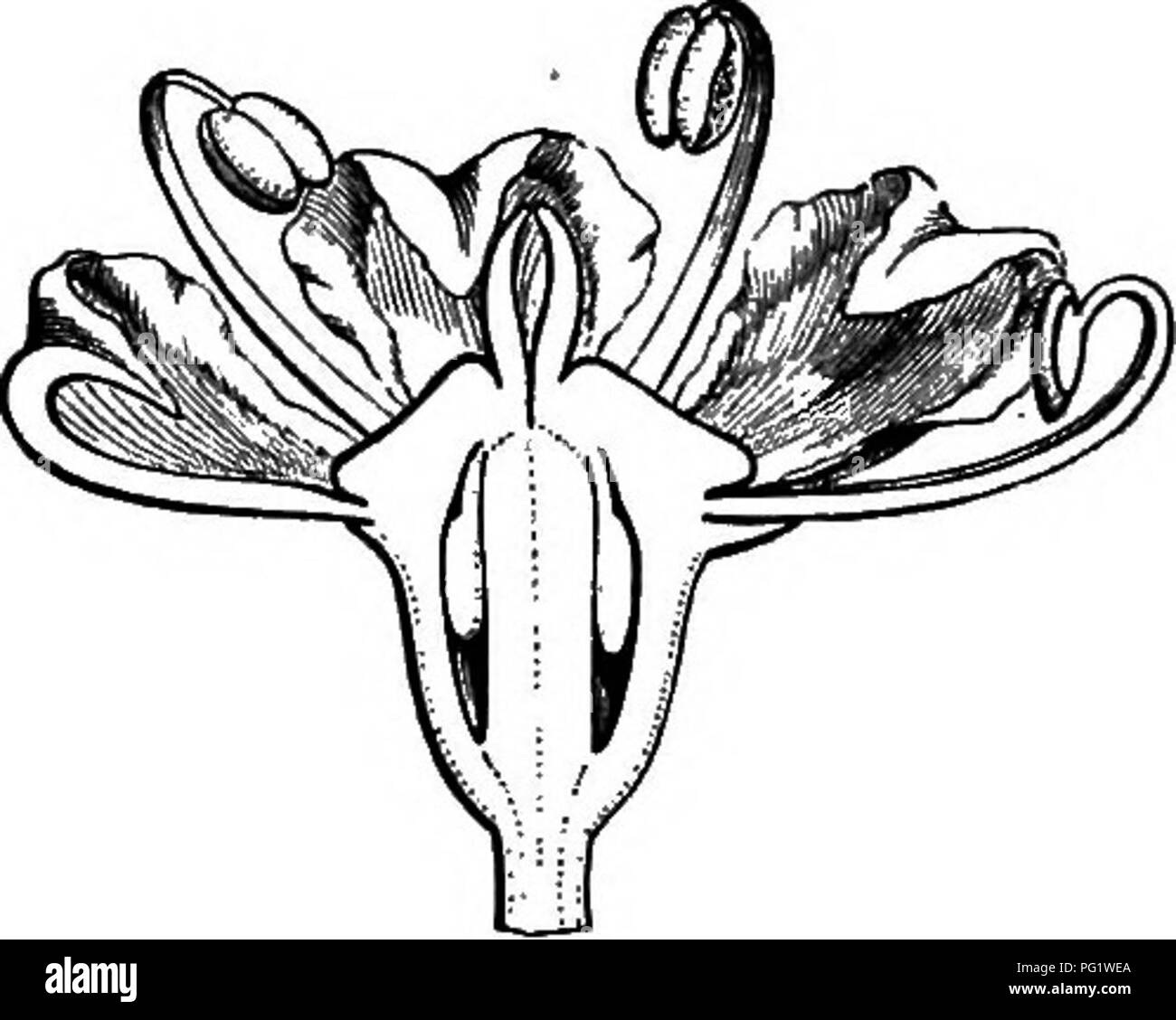. The natural history of plants. Botany. Pig. 92. Flower (f ). Fig. 94. Fruit. Fig. 93. Long. sect, of flower. the wing of the fruit is sometimes, but not constantly, a little thicker. Heradeum comprises biennial or oftener perennial herbs from the temperate regions of the northern hemisphere, with wide leayes often divided into lobes themselves wide ; rarely pinnate, oftener compound- or ternate-pinnate. Some of these plants inhabit Abyssinia, India and North America. Equally near are Malabaila and Opopanax, which we cannot separate generically from each other. The former has oboval or orbicu Stock Photo
