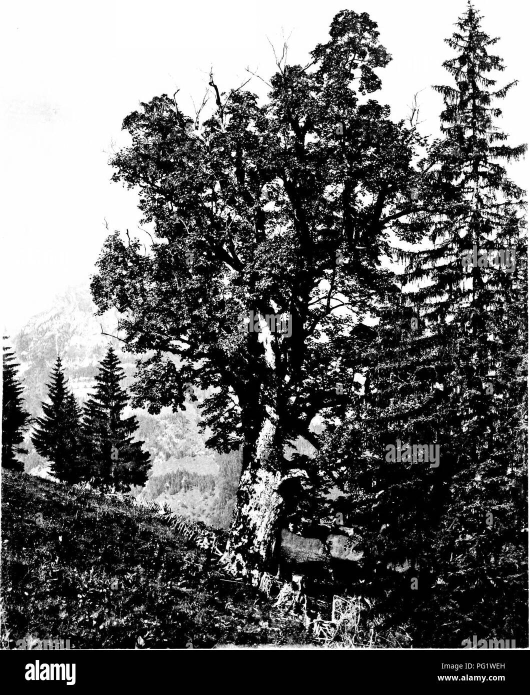 . The trees of Great Britain &amp; Ireland. Trees; Trees. SYCAMORE IX SWITZERLAND Flate 1S3.. Please note that these images are extracted from scanned page images that may have been digitally enhanced for readability - coloration and appearance of these illustrations may not perfectly resemble the original work.. Elwes, Henry John, 1846-1922; Henry, Augustine, 1857-1930. Edinburgh, Priv. Print. Stock Photo