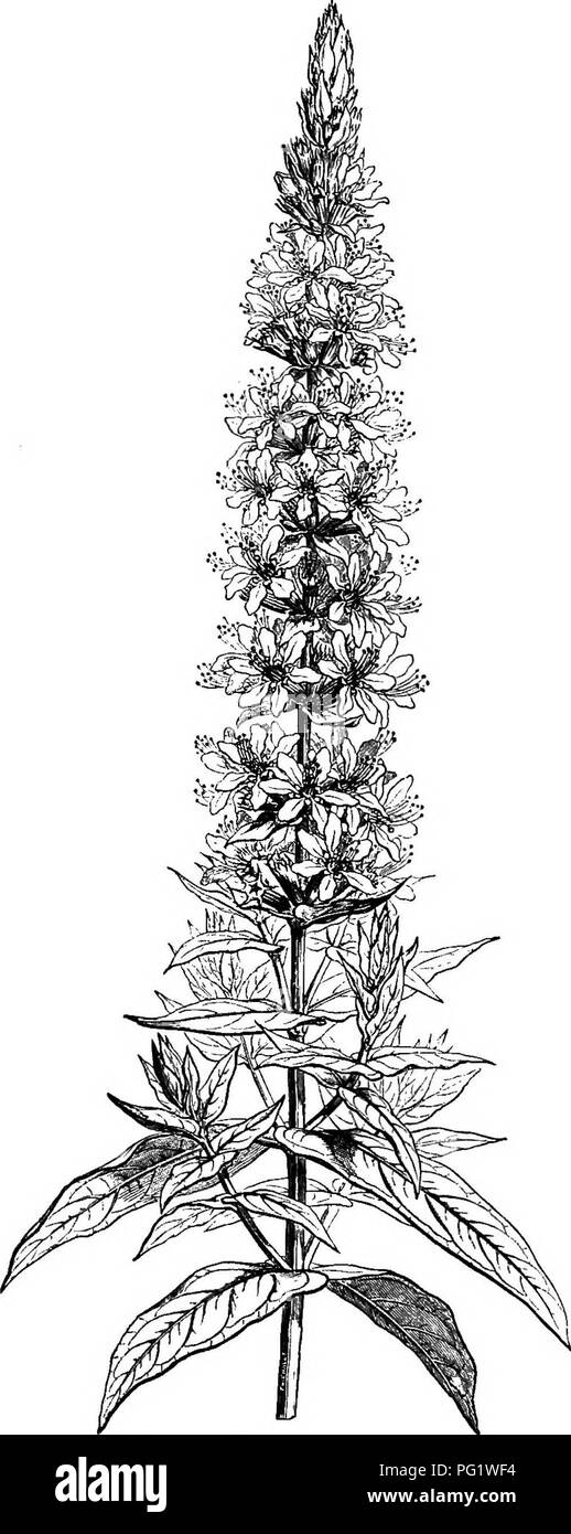. The natural history of plants. Botany. 430 NATURAL HISTORY OF PLANTS. Lythrum SuUcaria.. Fig. 386. Floriferous branch. perianth. The latter pre- sents, in the case of a hexamerous flower, six Vdlvate sepals, with which alternate exteriorly five tongues and interiorly five petals. The latter are attenuate at the base, imbricate and corrugate in the bud. Of the twelve stamens, six are super- posed to the sepals, longer and exserted; the fila- ments are attached in the upper part of the recep- tacular tube, and the anthers are bilocular, in- trorse,^ dehiscing by two longitudinal clefts.^ The s Stock Photo