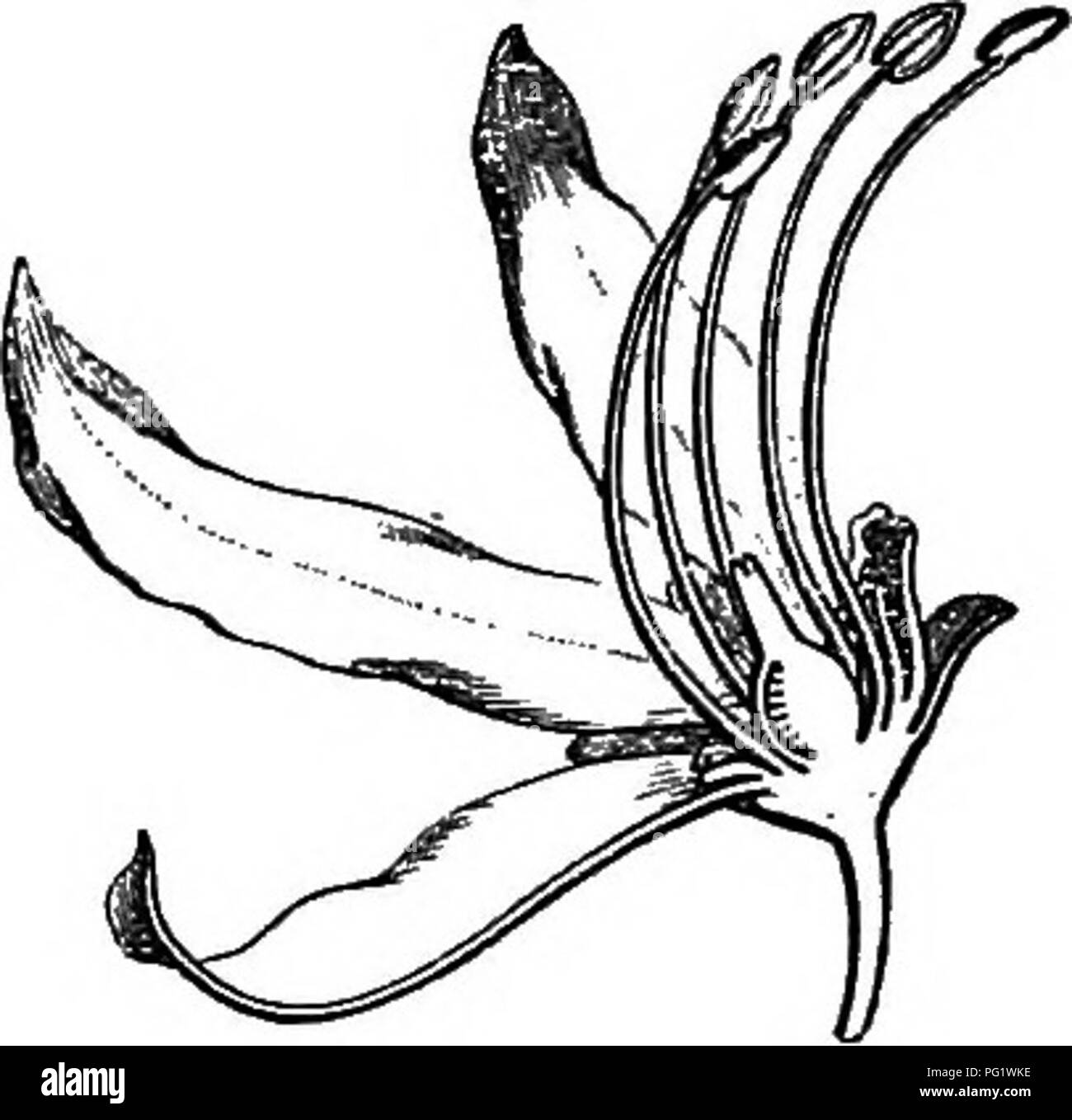 . The natural history of plants. Botany. Fig. 399. Male flower. Fig. 400. Longitudinal section of flower. Mcu/onia pubeseenf. having its perianth, the petals lined at the top of the claw with an appendage lobate and cut in tufts, to the number of four or five; and the three ovary cells each containing two ascendent ovules. But the fruit is a thick coriaceous capsule, depressed at the apex and apiculate, loculicidal. The exalbuminous seeds contain a fleshy embryo resembling that of JEsculus. Like Erithrophysa^. Ungnadia has early polygamous flowers, developed before the im- paripinnate leaves.  Stock Photo