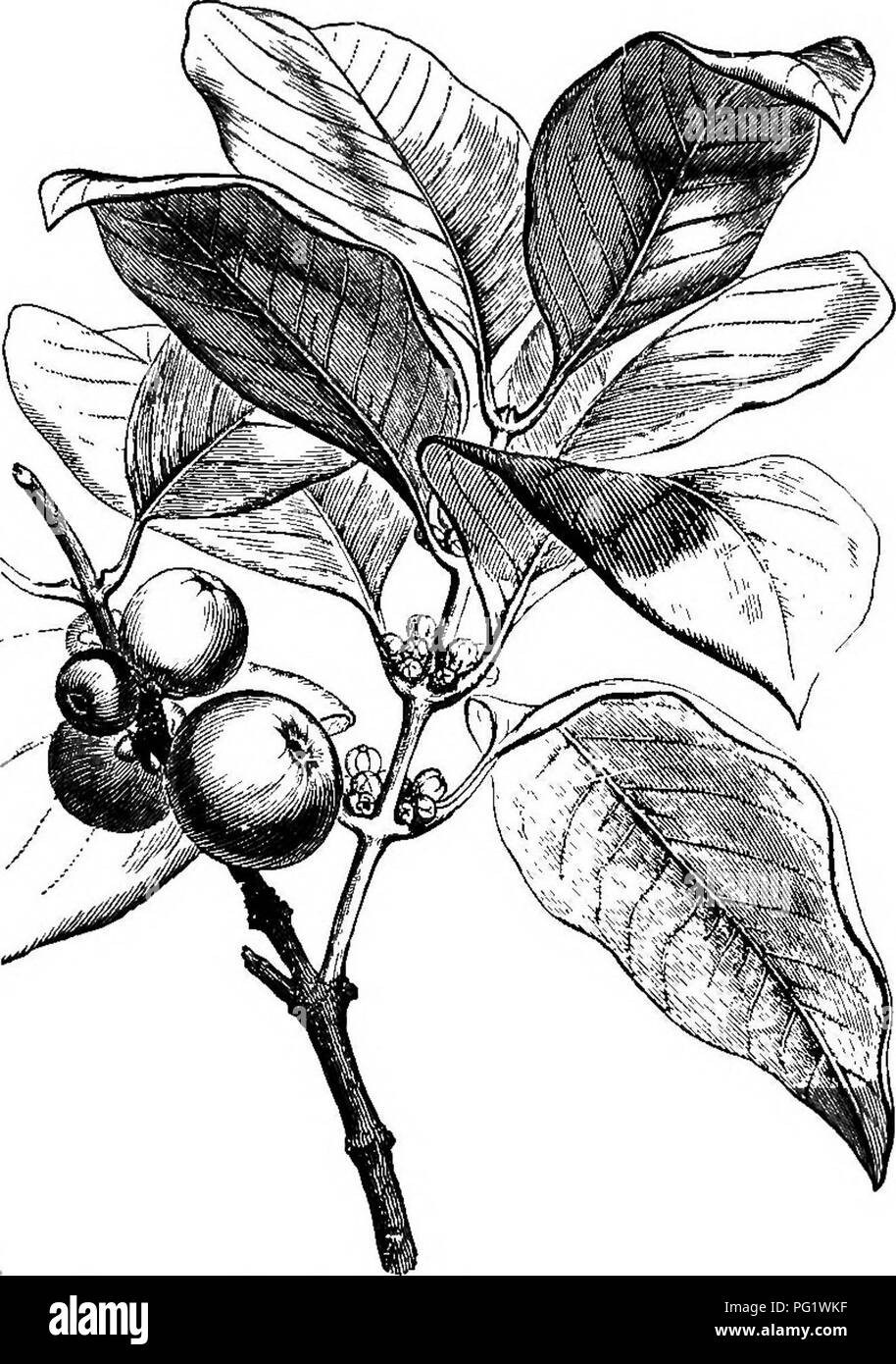 . The natural history of plants. Botany. LYI. CLUSIACEiE. I. OLUSIA SERIES. In this family, wHcli also bears the name of Guttiferce, because it includes the plant which produces the Gum-gutta (fig. 354, 378), Oarcinia Morella.. Fig. 354, Ploriferous and fructiferous brancli. we may first study Clusia^ (fig. 355-860), the fl.owers of which are polygamous or dioecious. The receptacle, slightly convex, bears first ' L. Gen. n. 1154.—Abans. Fam. des PI. ii. 355.—J. Gen. 256.—Lamk. Diet. ii. 52; Silppl. ii. 302 ; III. t.'852.—Cambess. Mem. Mm. xvi. 420.-^-CHOia. Mim. Son. Linn. Par. i. p. ii. (ex D Stock Photo