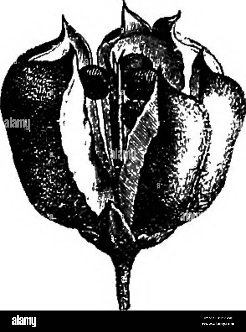 . The natural history of plants. Botany. Fig. 395. Male flower with Fig. 397. Seed (f). Fig. 398. Longitudinal Fig. 396. Fruit. Sie perianth removed. section of seed. finally from the columella. Sometimes the coat is nearly woody; some- times, as in the Malagash species, it is vesiculate and coloured. In this case Cossignia completely represents the irregular form of Har- pullia ; the exarillate and exalbuminous seeds have an embryo rolled up like that of Koelreuieria (fig. 398). The leaves are imparipinnate or trifoliolate. Loxodiscus^ a shrub from New Caledonia, is closely allied to the prec Stock Photo