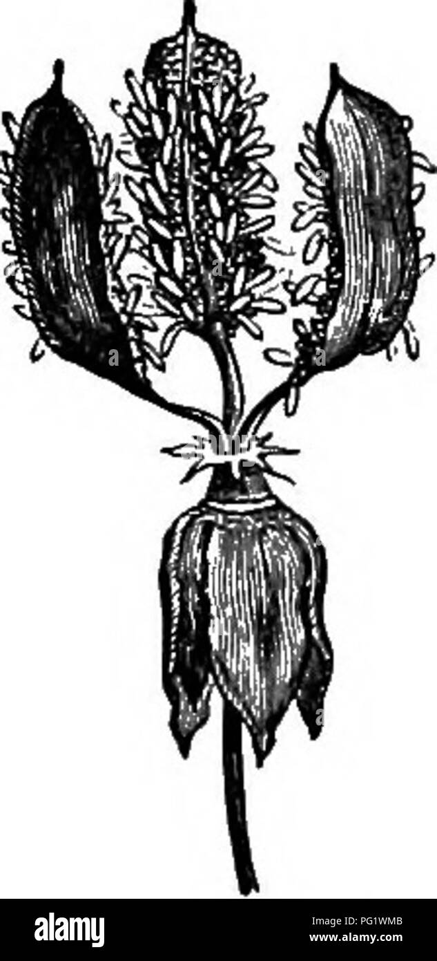 . The natural history of plants. Botany. Fig. 348. Seed. Fig. 346. Dehiscing fruit (f). Fig. 347. Fruit, Y^ves detached. Fig. 349. Long, sect, of seed. Sypericum perforatum. genera,^ have, with the general characters of Vismia and the neigh- bouring genera, some particular traits which have served to distin- guish a tribe of Eypericece. These-are: petals internally glabrous and without appendages; a fruit dehiscing at the interlocular partitions or placentae ; and seeds not winged, the embryo of which, straight or curved, has cotyle- dons ordinarily longer than the radicle. In certain species  Stock Photo
