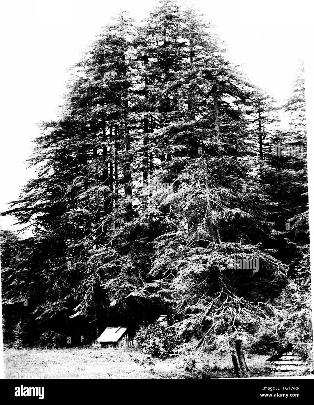 . The trees of Great Britain &amp; Ireland. Trees; Trees. â as-^. ^^:^d:Mii^^3^'^'6^Â«S^^'^^=-'^ Plate :39- DEODARS IN THE HIMALAYA. Please note that these images are extracted from scanned page images that may have been digitally enhanced for readability - coloration and appearance of these illustrations may not perfectly resemble the original work.. Elwes, Henry John, 1846-1922; Henry, Augustine, 1857-1930. Edinburgh, Priv. Print. Stock Photo