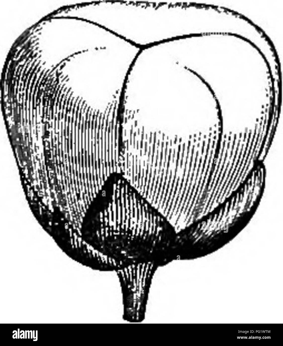 . The natural history of plants. Botany. 346 NATURAL HISTORY OF PLANTS. gltudinal placenta supporting two collateral or nearly superposed ovules, more or less ascendent, anatropous, with the raphe turned inwards, and the micropyle downwards and outwards. The fruit is formed of one, two, or three gibbous drupes with a stone more or less rugose and reticulate outwardly, and covered by a sarcocarp of vari- able thickness. In each stone is found two or, more often, one as- cendent, reniform seed, with albumen of little thickness or reduced to a simple membrane, enveloping a curved embryo, having l Stock Photo