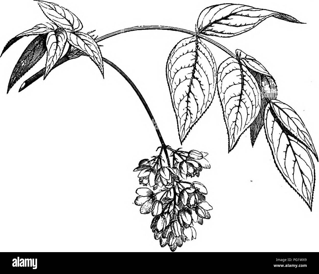. The natural history of plants. Botany. XLIII. SAPINDACE^. 1. STAPHTLEA SEEIE8. We commence tlie study of this group by tlie analysis, not of a Staphylea (fig, 335, 339-351), but ratber of a Triceros^ wbose flowers (fig. 336) are regular, bermapbrodite, witb a receptacle in tbe form of a cup of little deptb. Tbe edges bear five sepals and an equal number of perigynous petals, botb imbricate, five altemipe- Staphylea pinnata.. Fig. 335. Floriferous branch. talous stamens, also perigynous, each formed of a free thread and a bilocular introrse anther dehiscing by two longitudinal clefts, and als Stock Photo