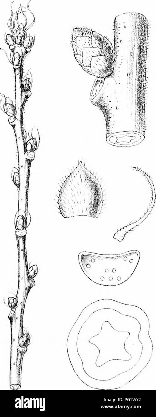 A detailed guide to the trees of Great Britain and Ireland, featuring ...