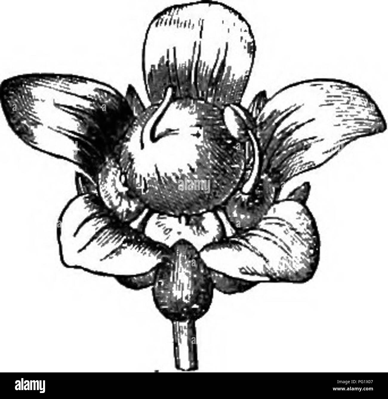 Mangifera indica l Black and White Stock Photos & Images Alamy