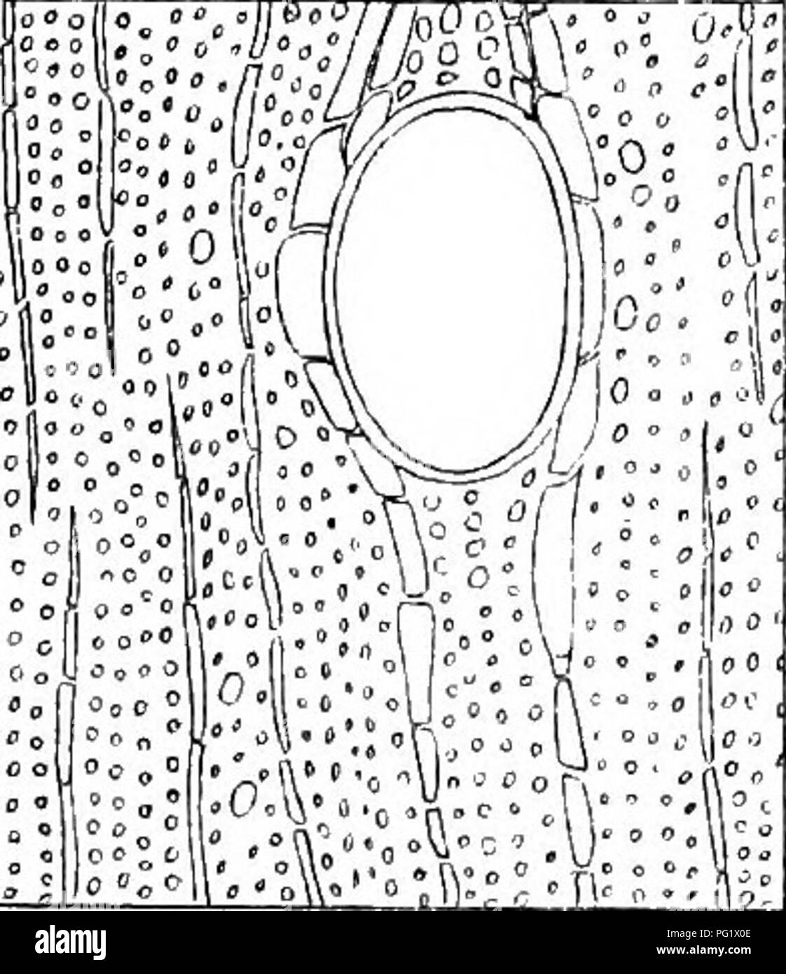 . Eucalyptographia. A descriptive atlas of the eucalypts of Australia and the adjoining islands;. Eucalyptus; Botany. ^â¢^&gt;iiiS^= E. ROSTRATA. E.STUARTIANA. E.SIEBERIANA E, VIMINALIS. L RiCfYi triel tlBj C 'iVo-d'^lS' â â 'â¢'' '.rt'h f' 1^ i'[ rhr^'.viil. Sleam Llhho GoTf ;&gt;ri.'Mn;' Cfi'i.'; :.M)o. ]Eii(i^liIf]p1Mi - WÂ® Â® i g transverse sections, 80. Please note that these images are extracted from scanned page images that may have been digitally enhanced for readability - coloration and appearance of these illustrations may not perfectly resemble the original work.. Mueller, Ferdina Stock Photo