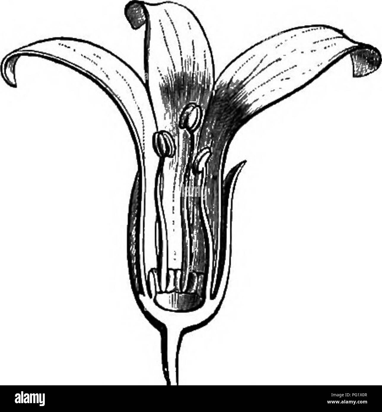. The natural history of plants. Botany. Fig. 308. Male flower (|). Kg, 309. Longitudinal section of male flower. but they are attached by the edges and not by their mesial lines. The calyx is imbricate, like the petals which are persistent and grow around the base of the fruit., Melanorrhcea, consisting of trees from Malacca and Birmah, has also petals growing round the fruit; but this is a pedicellate drupe, and not sessile, like those of Swintonia, and the stamens are indefinite in number, sometimes considerable. Astronium is also very analogous to Swinhnia ; the insertion of the parts of t Stock Photo