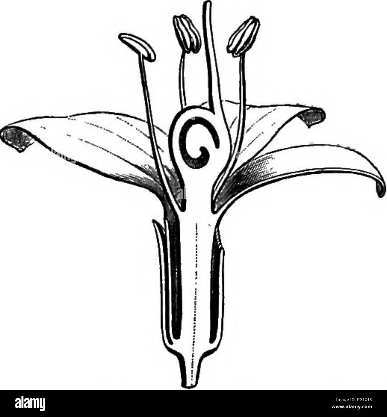 . The natural history of plants. Botany. Fig. 304. Hermaphrodite Fig. 307. Hermaphrodite flower, Fig. 306. Longitudinal section of flower (f). the perianth removed. hermaphrodite flower. fruit. They are trees and shrubs, sometimes climbing, with impari- pimiate leaves, having 4- or 5-merous flowers, which have been ob- served in all tropical regions of the globe, except Australia.^ Gluta (fig. 804-807) has very nearly the same organisation ' We can only douhtfully place near Tapi- rira, Stematostaphis Surteri, a small tree from western tropical Africa, with compound impari- pinnate leaves, who Stock Photo