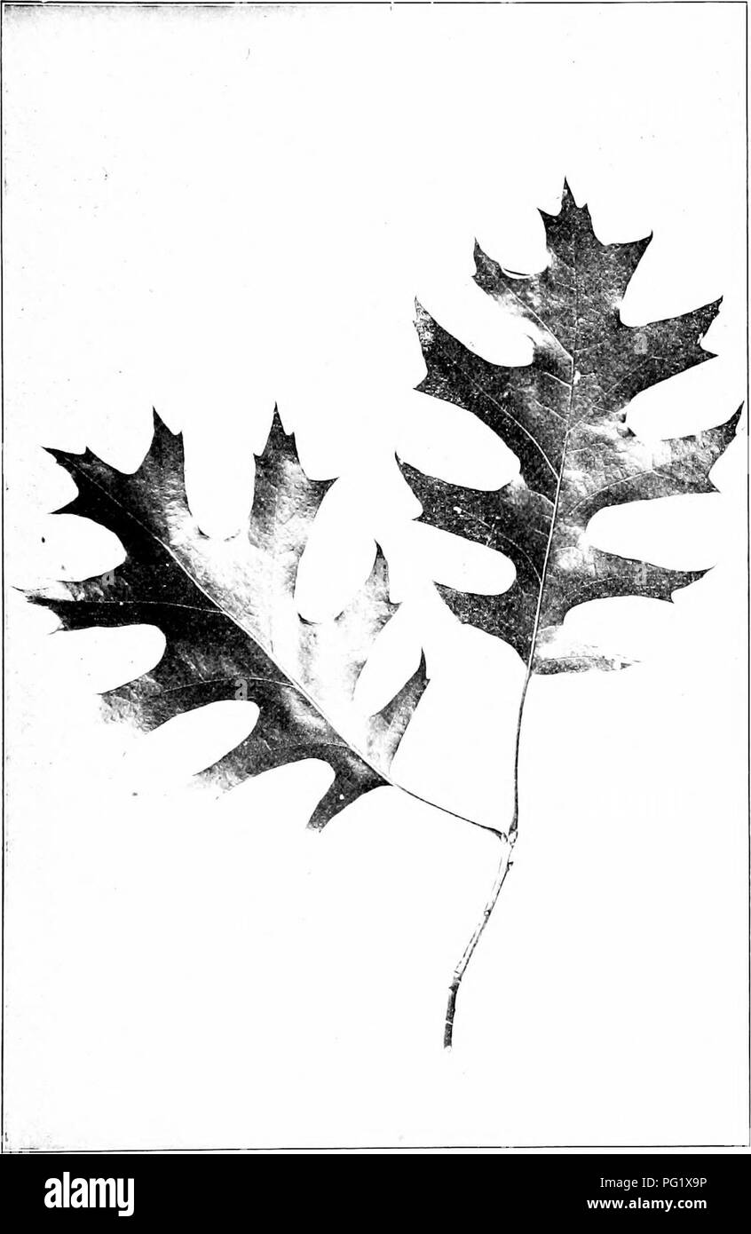 . Our native trees and how to identify them; a popular study of their habits and their peculiarities. Trees. SCARLET OAK. Scarlet Oak, Qitercns coccinea. Leaves 3' to 6' long, i^a' to 5' broad.. Please note that these images are extracted from scanned page images that may have been digitally enhanced for readability - coloration and appearance of these illustrations may not perfectly resemble the original work.. Keeler, Harriet L. (Harriet Louise), 1846-1921. New York, C. Scribner's Sons Stock Photo