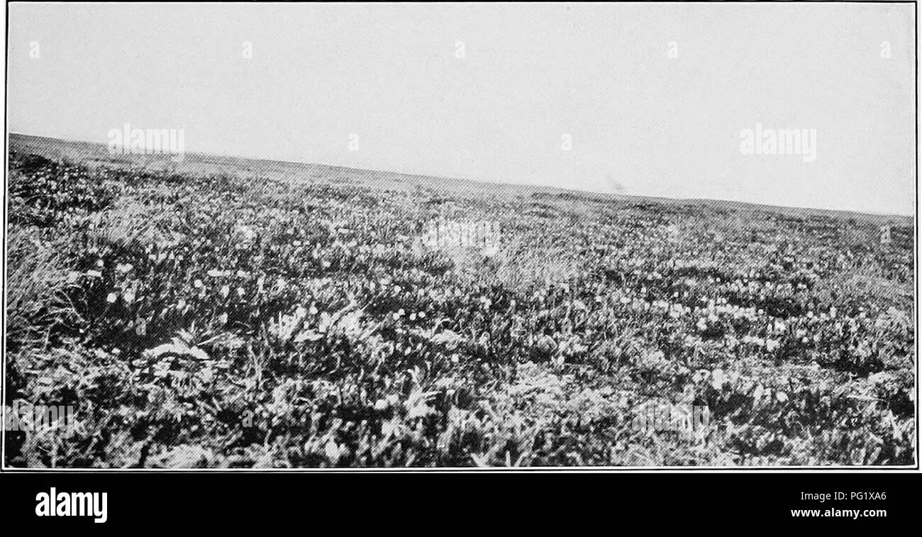 . Report of the Canadian Arctic Expedition 1913-18. Scientific expeditions. Fig. 1. Sandy slope, Bernard harbour, August 4, 1915. Pillows of Silene acaulis L., witli Dryas integriSolia M Vahl (Photo by F. Johansen). Fig. 2. Hillside, Bernard harbour, July 15, 1915. White heather, Cassiope tetragona (L.) Don, with Rhododendron lapponicum (L.) Wahlenb., Dryas integrifolia M. Vahl, and Pedicularis capitata Adams. (Photo by F. Johansen). Please note that these images are extracted from scanned page images that may have been digitally enhanced for readability - coloration and appearance of these il Stock Photo