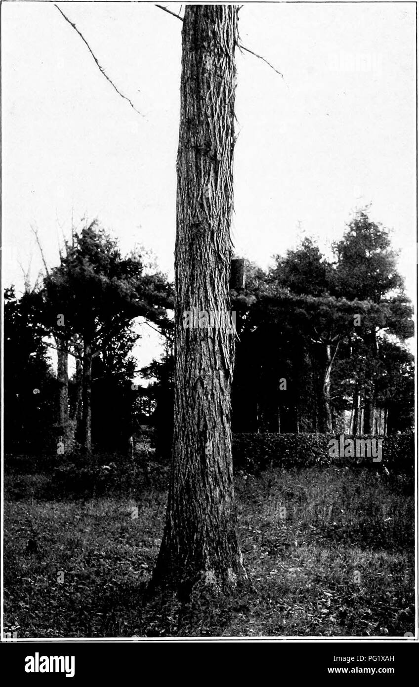 . Our native trees and how to identify them; a popular study of their habits and their peculiarities. Trees. SHELLBARK HICKORY. Trunk of Shellbark Hickor', Htcoiia ovata.. Please note that these images are extracted from scanned page images that may have been digitally enhanced for readability - coloration and appearance of these illustrations may not perfectly resemble the original work.. Keeler, Harriet L. (Harriet Louise), 1846-1921. New York, C. Scribner's Sons Stock Photo