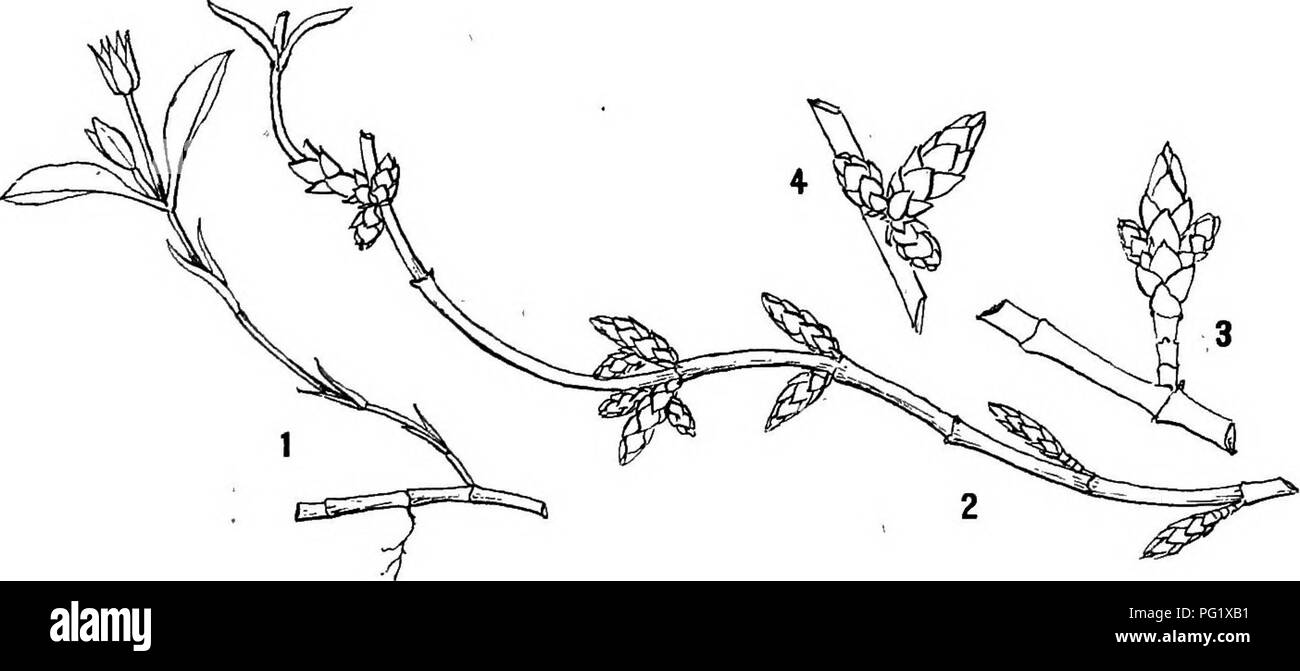 . Report of the Canadian Arctic Expedition 1913-18. Scientific expeditions. Arctic Plants: Morphology and Synonymy 25 b rhizome and may remain active for several years. There is no leafy rosette as the cushion is formed only by the numerous branched shoots with their inter- nodes very distinct, and with the leaves opposite. Halianthus peploides (L.) Fr. This is known best under this name; it is Arenaria peploides L., but the genus has also been called Ammodenia Patrinj Honkenya Ehrh., and Adenarium E,af. The vegetative reproduction is effected by means of long subterranean stolons with membran Stock Photo