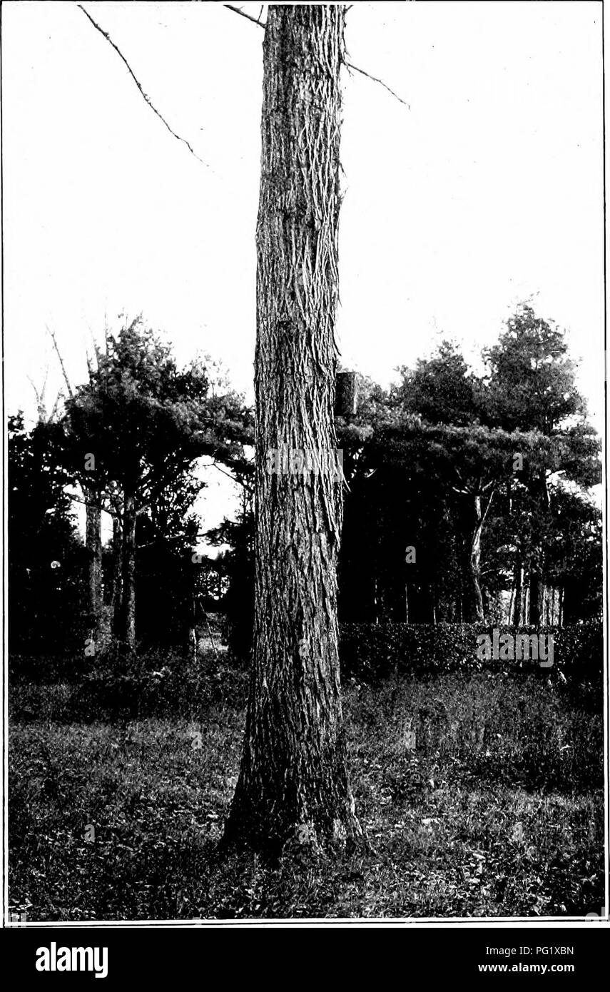 . Our native trees and how to identify them; a popular study of their habits and their peculiarities. Trees. SHELLBARK HICKORY. Trunk of Shellbark Hickory, Hicorui ovata.. Please note that these images are extracted from scanned page images that may have been digitally enhanced for readability - coloration and appearance of these illustrations may not perfectly resemble the original work.. Keeler, Harriet L. (Harriet Louise), 1846-1921. New York, C. Scribner's Sons Stock Photo