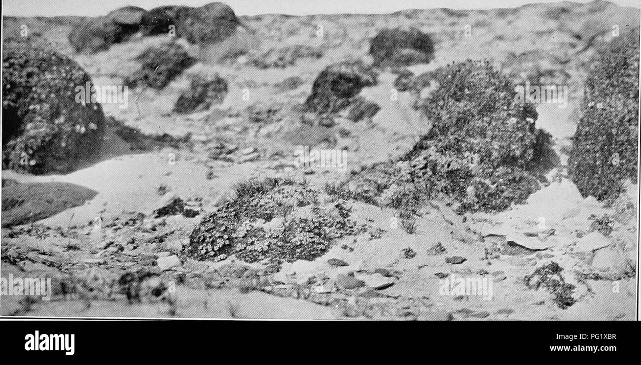 . Report of the Canadian Arctic Expedition 1913-18. Scientific expeditions. Bernard Harbour Vegetation 73 c PLATE VIII. Fig. 1. Sandy slope, Bernard harbour, August 4, 1915. Pillows of Silene acaulis L., witli Dryas integriSolia M Vahl (Photo by F. Johansen). Please note that these images are extracted from scanned page images that may have been digitally enhanced for readability - coloration and appearance of these illustrations may not perfectly resemble the original work.. Canadian Arctic Expedition (1913-1918). Ottawa, F. A. Acland, Printer to the King Stock Photo