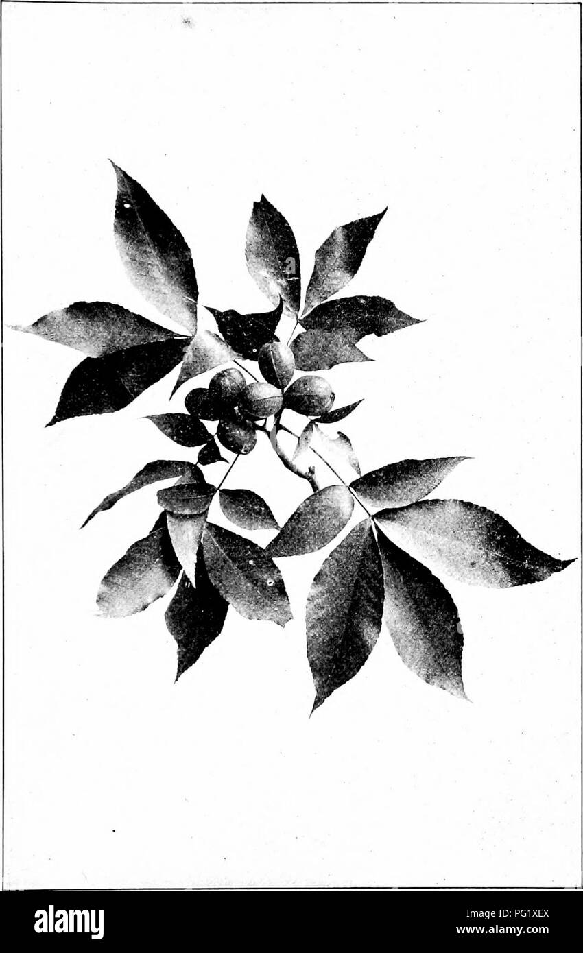 Native Pointing Tree This book presents a guide to native trees, focusing on their ...
