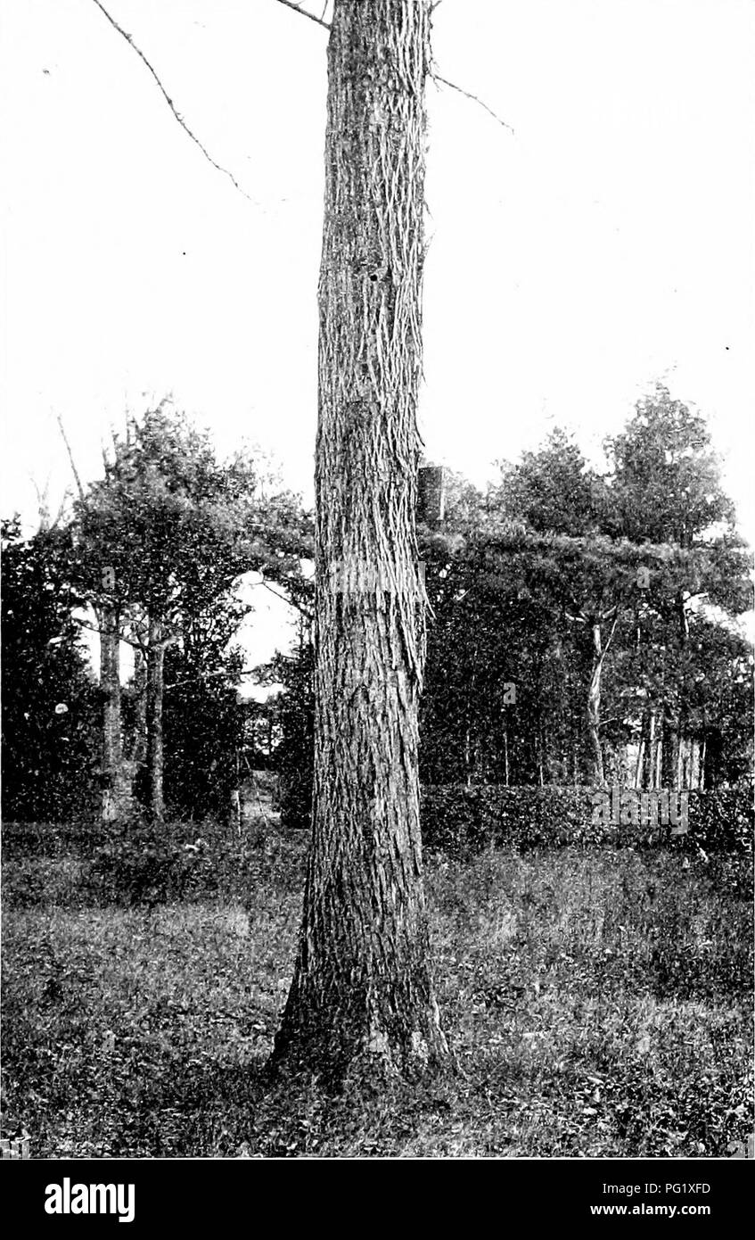 . Our native trees and how to identify them; a popular study of their habits and their peculiarities. Trees. SHELLBARK HICKORY. Trunk of Shellbark Hickory, Hicoria ovata.. Please note that these images are extracted from scanned page images that may have been digitally enhanced for readability - coloration and appearance of these illustrations may not perfectly resemble the original work.. Keeler, Harriet L. (Harriet Louise), 1846-1921. New York, C. Scribner's Sons Stock Photo