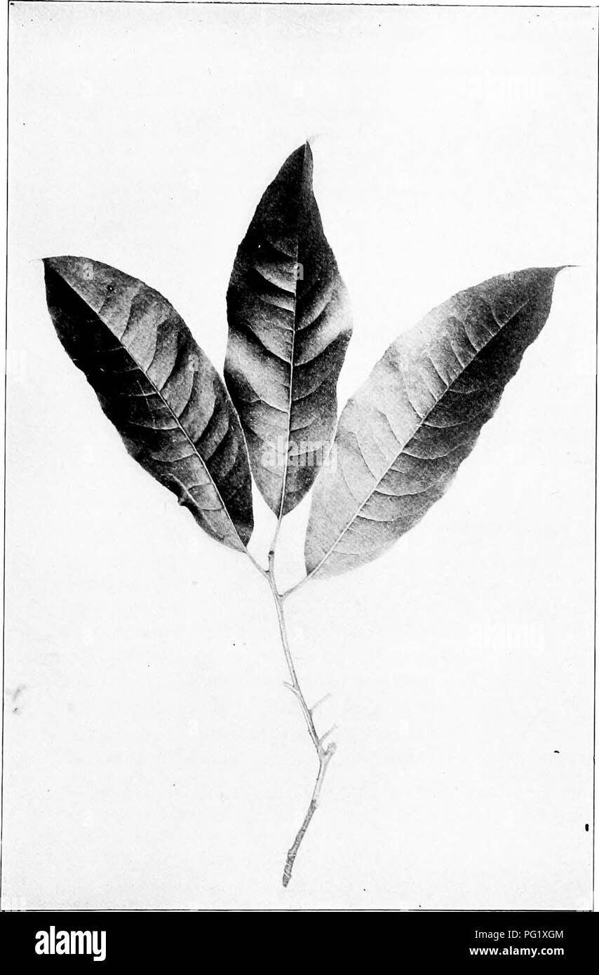 This guide focuses on Sourwood (Oxydendrum arboreum), a native tree known for its distinctive leaves, which range from 4 to 7 inches long. It provides a popular study of the tree’s habits, identifying its ecological role and distinctive features, such as its sour-tasting leaves. Stock Photo