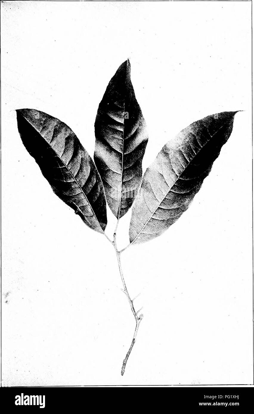 . Our native trees and how to identify them; a popular study of their habits and their peculiarities. Trees. SOURWOOD. Sourwood, Oxydendrum aiboreum. Leaves 4' to 7' long.. Please note that these images are extracted from scanned page images that may have been digitally enhanced for readability - coloration and appearance of these illustrations may not perfectly resemble the original work.. Keeler, Harriet L. (Harriet Louise), 1846-1921. New York, C. Scribner's Sons Stock Photo