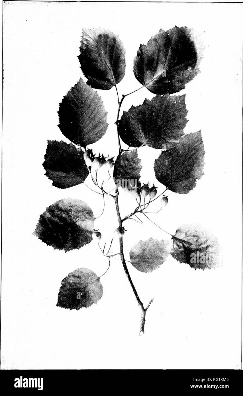 . Our native trees and how to identify them; a popular study of their habits and their peculiarities. Trees. SCARLET HAW. Fruiting Branch of Scarlet Haw O j/.r;,7/s mollis. Leaves 2' to 4' lung. H.iws 1' lu i^^' in length.. Please note that these images are extracted from scanned page images that may have been digitally enhanced for readability - coloration and appearance of these illustrations may not perfectly resemble the original work.. Keeler, Harriet L. (Harriet Louise), 1846-1921. New York, C. Scribner's Sons Stock Photo