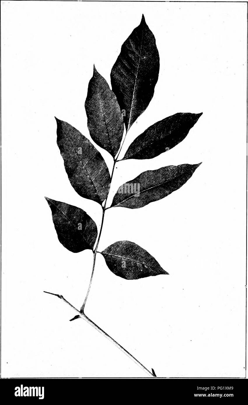 . Our native trees and how to identify them; a popular study of their habits and their peculiarities. Trees. RED ASH. Red Ash, Fraxinus pennsylvanica. Leaves ic/ to 12' long. Leaflets 3' to 5' long.. Please note that these images are extracted from scanned page images that may have been digitally enhanced for readability - coloration and appearance of these illustrations may not perfectly resemble the original work.. Keeler, Harriet L. (Harriet Louise), 1846-1921. New York, C. Scribner's Sons Stock Photo